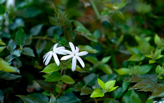 Les 5 meilleures plantes d'intérieur pour purifier l'air : une atmosphère saine et agréable chez vous