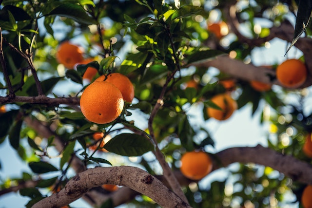 Les erreurs courantes à éviter lors de la plantation d'arbres fruitiers