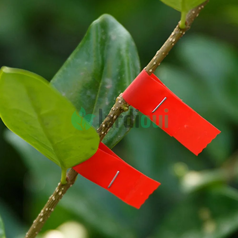 Pince à palisser - Attache branche Révolutionnaire