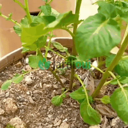 Sac de Culture de Pommes de Terre Croissance