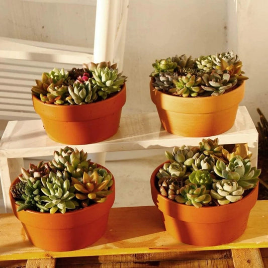 Jardioui 6 Pots (4 + 2 Offerts) (4.99 €/ pcs) Pots de Fleurs en Terre Cuite Écologiques (4 + 2 Offerts)